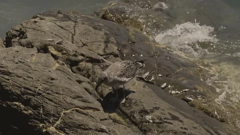 Seagull on a Rock by the Sea Stock-Footage 78076780
