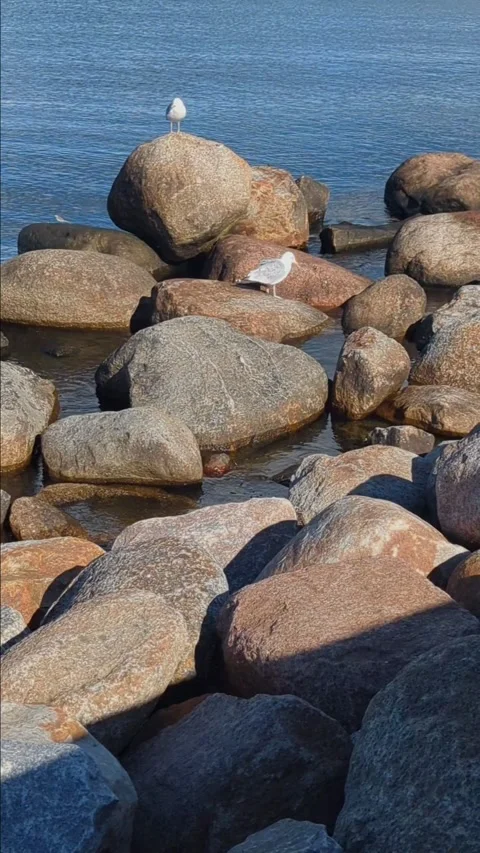 Seagull on a rock in the sea Stock Footage 288201038
