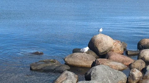 Seagull on a rock in the sea Stock Footage 288201067