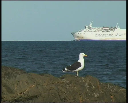 Seagull on rock with ship in background Stock-Footage 139629