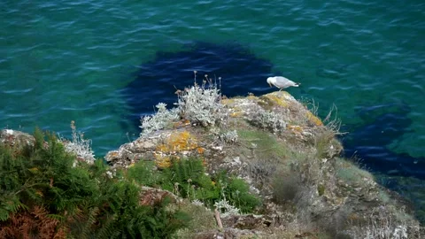 Seagull on the rock with transparent ocean in the background. Slow motion 4K 库存影片 284473788