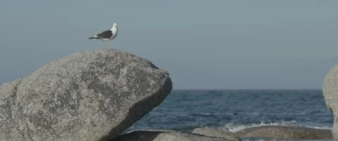 A seagull on a rock - UHD Prores 422 Stock Footage 104031003