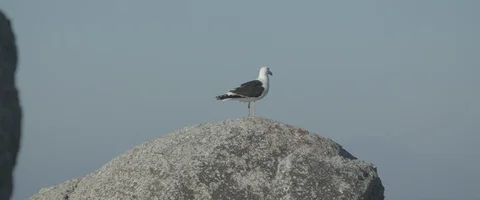 Seagull on a rock - UHD Prores 422 Stock Footage 104033366