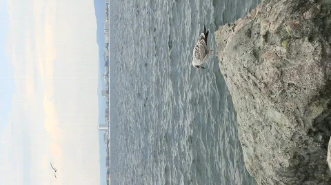 Seagull on Rock, Vertical Video stock 790630