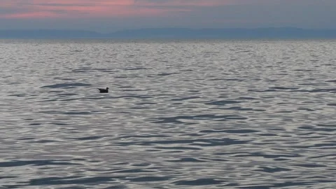 A seagull rocks on the calm waves of an evening lake. Stock Footage 285380602