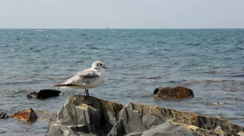 Seagull on the rocks closeup. Seascape Stock Footage 47841593