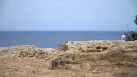 Seagull on rocks Stock Footage 127870762