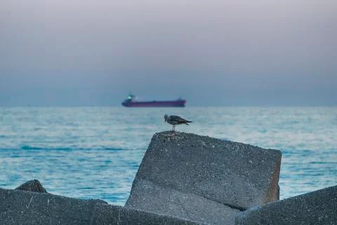 Seagull on the rocks Stock Photos