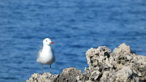 Seagull on the rocks Stock Photos