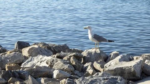 Seagull on the rocks Stock Photos