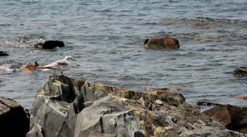Seagull on the rocks. Seascape Stock Footage 47841528