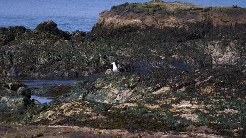 Seagull on rocky beach Video stock 122231652