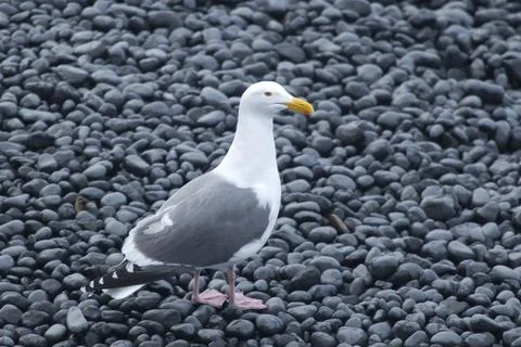 Seagull on rocky beach. Stock Photos