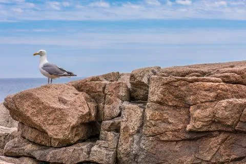 Seagull on Rocky Ledge Stock Photos