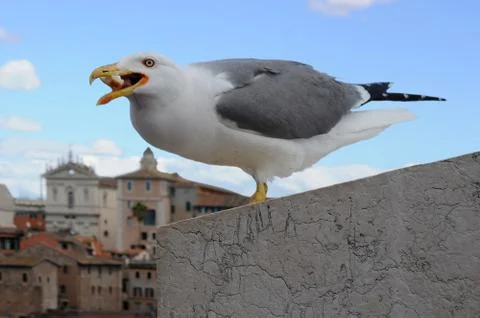 Seagull in rome Stock Photos