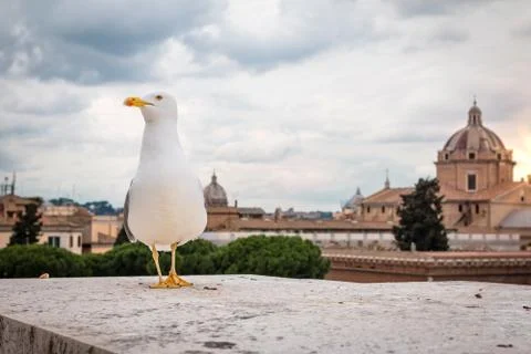 Seagull in Rome Stock Photos