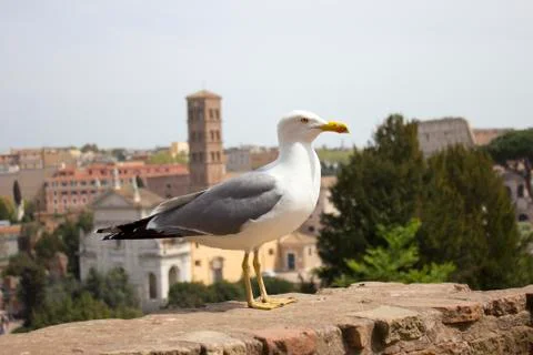 Seagull in Rome Photos