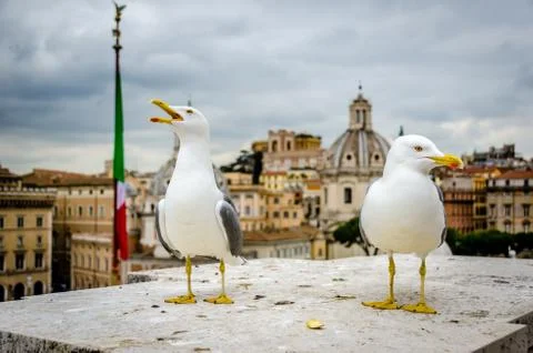 Seagull in rome Foto stock