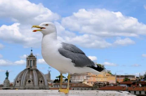 Seagull in Rome Stock Photos