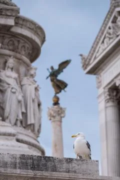 Seagull in Rome Photos