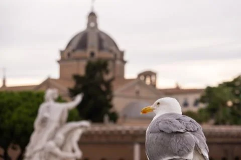 Seagull in Rome Photos