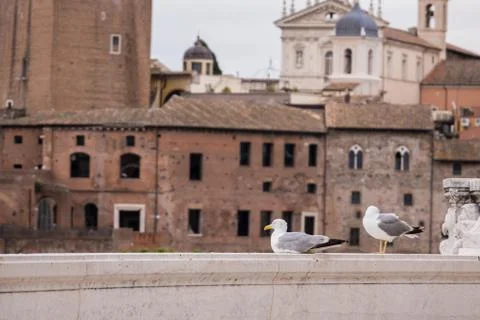 Seagull in Rome Photos