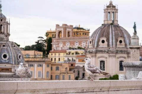 Seagull in Rome 写真素材