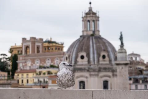 Seagull in Rome 写真素材