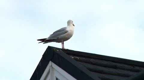 Seagull on roof 库存影片 11053958
