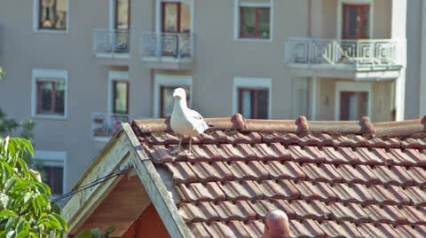Seagull on the Roof Stock Footage 25601339