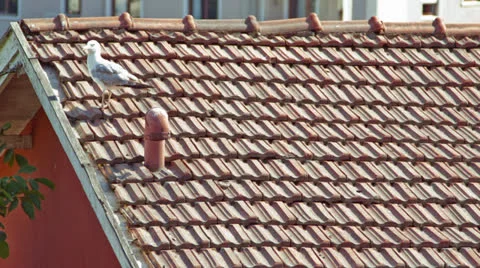 Seagull on the Roof Video stock 25602177