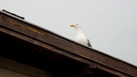 Seagull on Roof Stock Footage 82711657