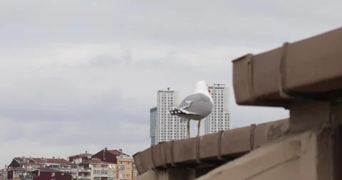 Seagull on roof gutter with distant high-rises under overcast sky Stock Footage 320172264