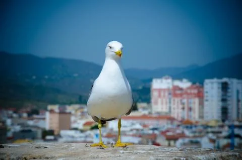 Seagull on a rooftop Foto stock