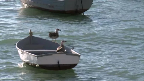 Seagull on a rowboat 動画素材 148579026