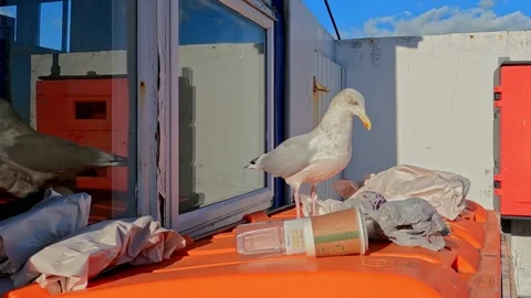 Seagull Rummaging Through Rubbish on a Refuse Bin at the Sea Side Stock Footage 219507003