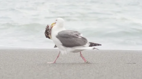 Seagull running on the beach with seashell Stock-Footage 208891439