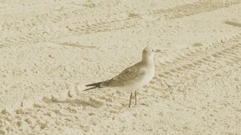 Seagull Running on Sandy Island Beach with Open Beak Stock Footage 345916099