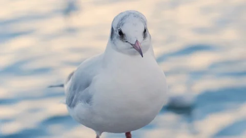 Seagull running on the shore Close up view of white birds seagulls walking by Stock Footage 122938031
