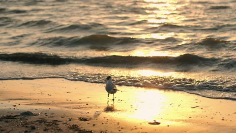 The seagull runs and begins to fly in fright. Stock Footage 157245672