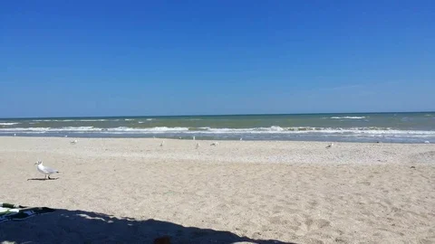 Seagull rushing funny at the beach Stock Footage 95579282