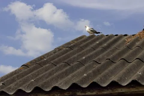 Seagull on rustic rooftop against blue sky Stock Photos
