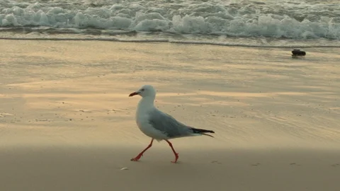 Seagull on sand at beach 2 Stock Footage 86461680