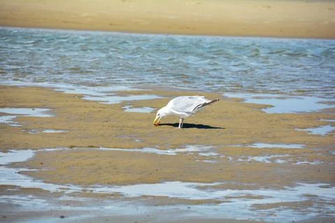 Seagull on the sand beach while eating a crab Stock Photos