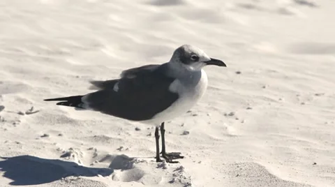 Seagull on sand Stock Footage 8686559