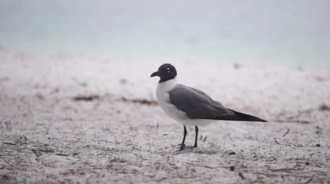 Seagull in Sand Video stock 62488754