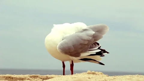 Seagull On The Sand Stock Footage 82963961