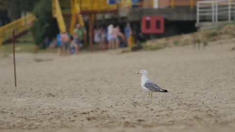 Seagull on the Sand Stock Footage 89744199