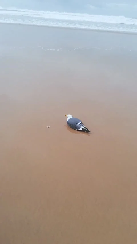Seagull at sand Stock Footage