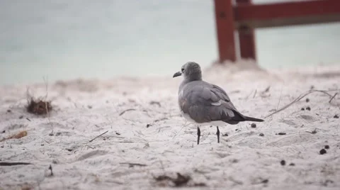 Seagull in Sand Gray Video stock 62488755